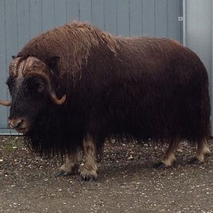 Meet your Posher, Benjamin